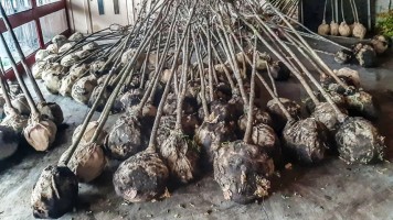 Нови дрвореди у зајечарским улицама 