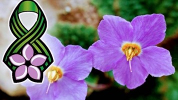 Честитка градоначелника Зајечара поводом Дана примирја