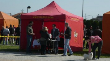 На изложби у Зајечару чак 78 раса паса