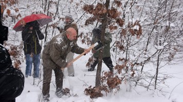Бадње дрво спремно за прославу Бадње вечери