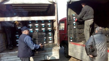 Саднице купине поплављеним домаћинствима